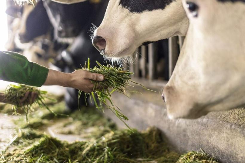 vinamilk-green-farm-duoi-lang-kinh-phat-trien-ben-vung-co-gi-dac-biet