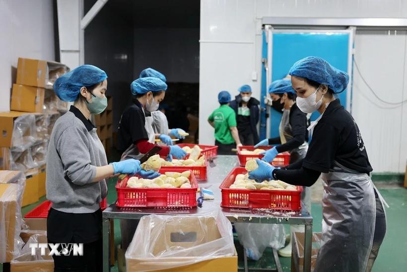 CNBC: Việt Nam chính thức trở thành “vua sầu riêng” thế giới