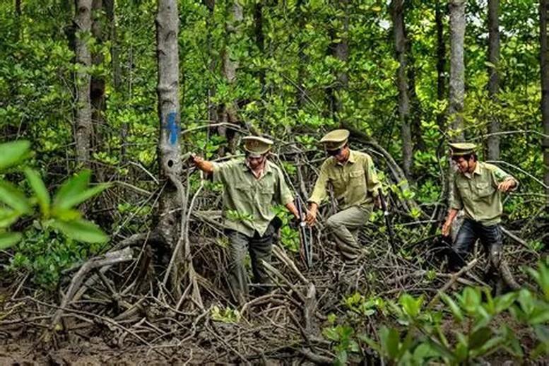 Lâm nghiệp: Phát triển thị trường tín chỉ carbon từ định danh lô rừng