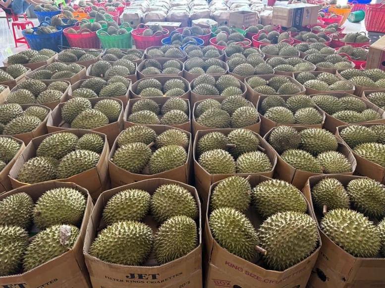 sau-rieng-tuoi-xuat-khau-co-quy-trinh-attp-thong-nhat-toan-quoc