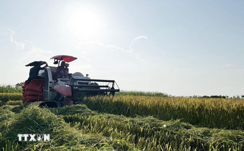 don-bay-dua-nong-nghiep-viet-nam-tien-den-hien-dai-va-xanh-hoa