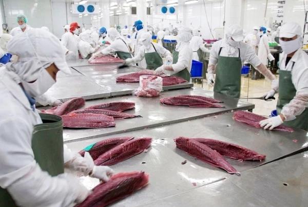 tac-nguon-nguyen-lieu-xuat-khau-ca-ngu-sang-duc-lien-tuc-giam-manh