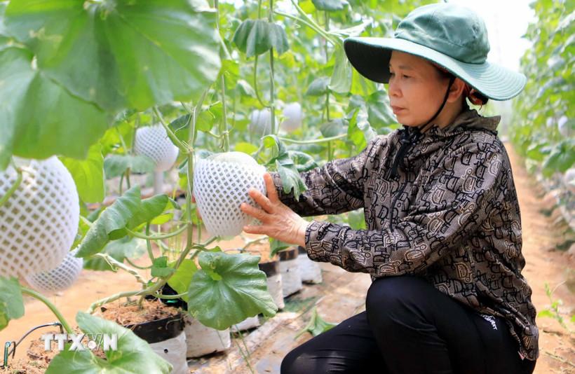 Hiệp định VIFTA tạo xung lực cho xuất khẩu hàng Việt Nam sang Israel